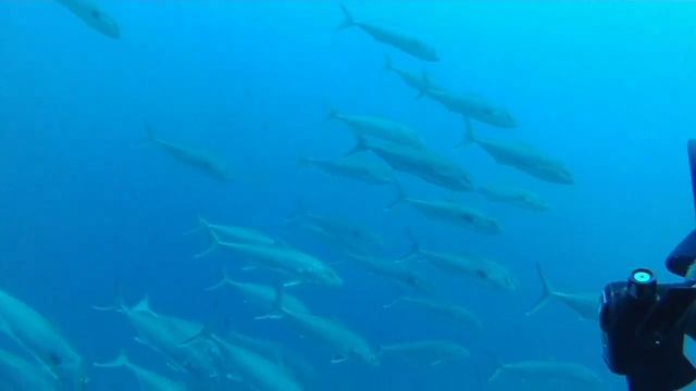 Дайвинг на Кипре с RUSTY DIVERS! смотреть онлайн