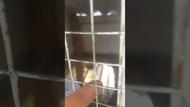 Когда отсаживать крольчат? Случка крольчихи не много не получилась! смотреть онлайн