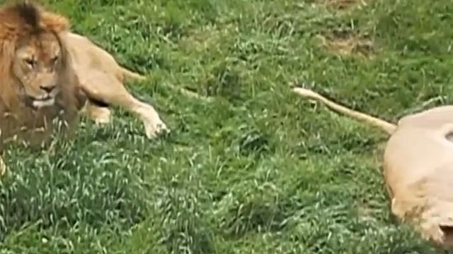 El leon y la leona copulando смотреть онлайн