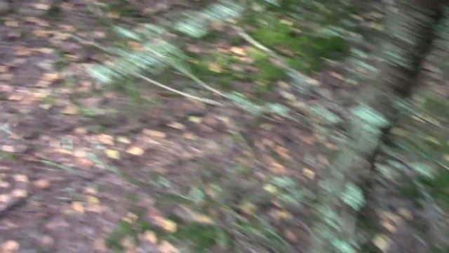 Подосиновики пошли!