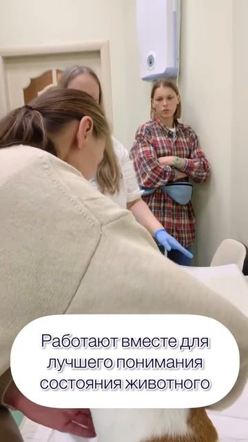 Зоопсихолог+терапевт. Совместный прием смотреть онлайн