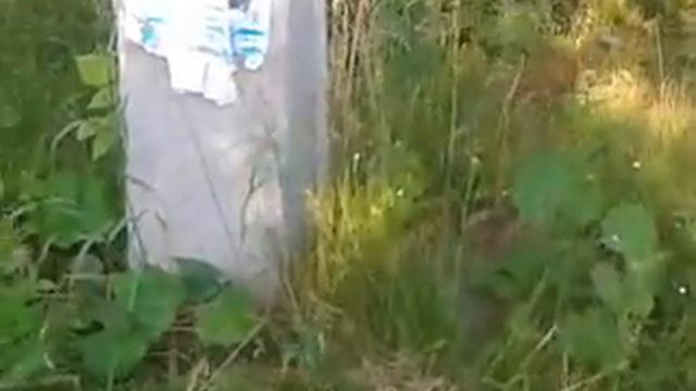 Ежик в лесу