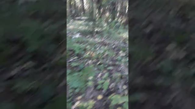 собираем грибы с котом