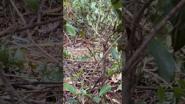蓝眼睛的青年缎蓝园丁鸟（satin bower bird junior） смотреть онлайн