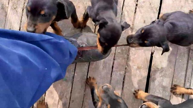 Немски ловен ягдтериер на два месеца