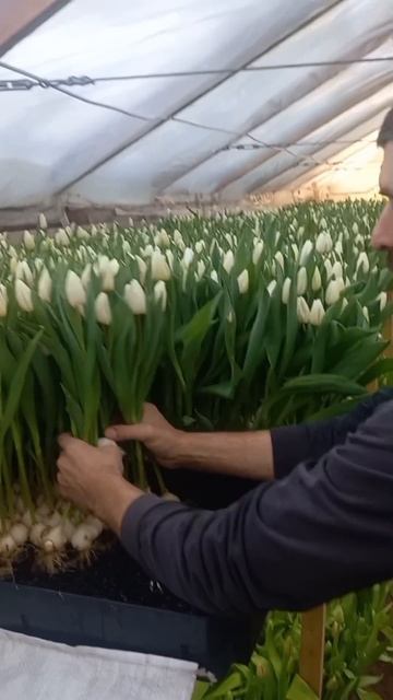 тюльпаны смотреть онлайн