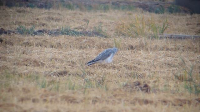 Pallid Harrier male, 28th September 2014, Ebro Delta, Spain смотреть онлайн