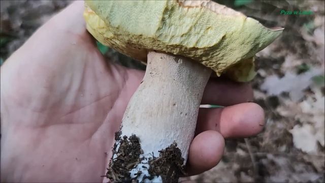 Popołudniowe zbieranie grzybów смотреть онлайн