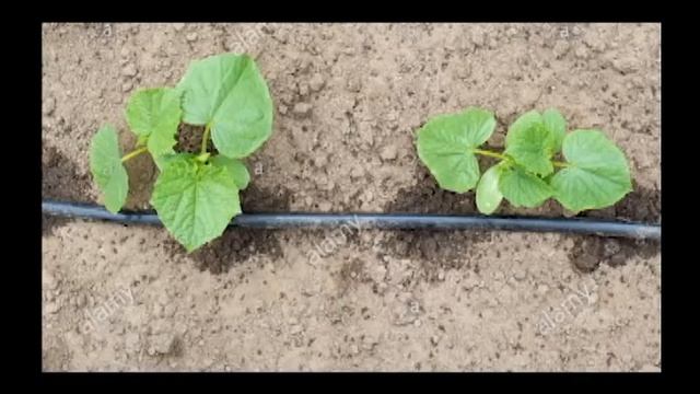Pseudoperonospora cubensis смотреть онлайн