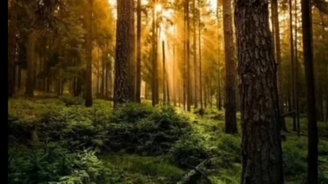 Сидим с бобром (та самая бобр курва) смотреть онлайн