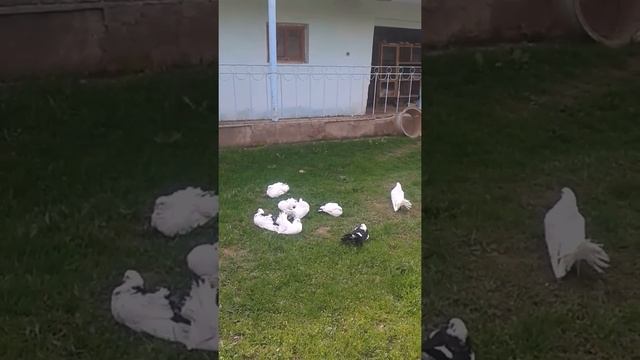 Белые павлины смотреть онлайн