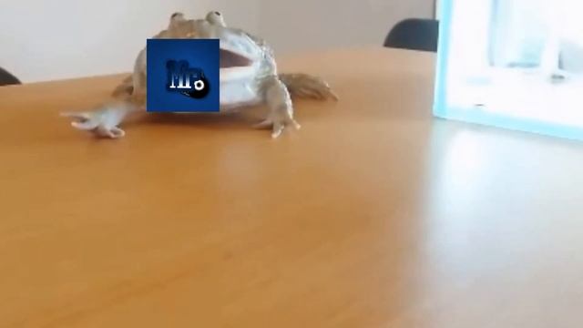 ЗЛАЯ ЛЯГУШКА смотреть онлайн