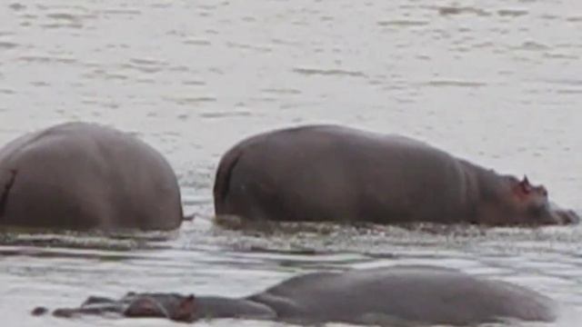 Бегемоты в ЮАР, Nilpferde in Südafrika. смотреть онлайн