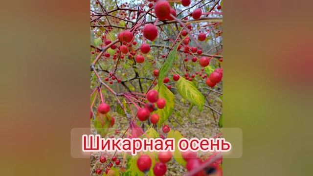 34 влог.мы переселенцы КЭ-РВ.осень и сразу зима смотреть онлайн