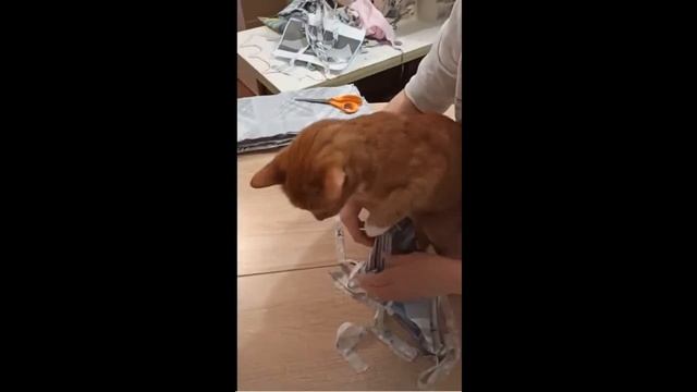 Кроим бандаж и примеряем бандаж на Мотю смотреть онлайн