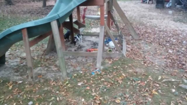 Sadie and Max Fall Play Time смотреть онлайн
