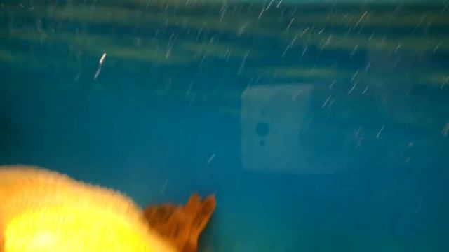 Астронотусы , глотают лягушек смотреть онлайн