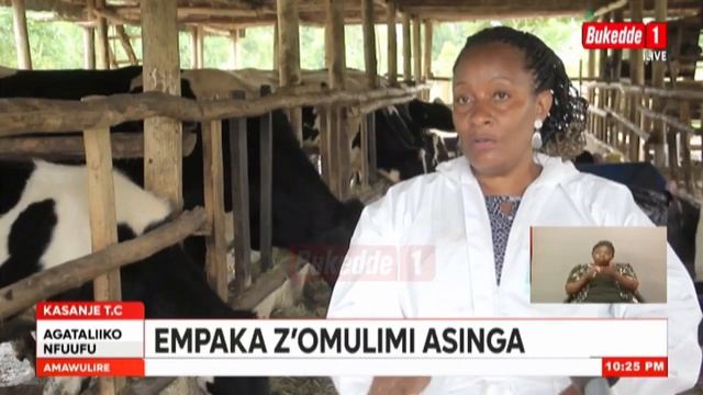Empaka z’omulimi asinga eyatandika n’ente emu lina embizzi ezisoba mu 200. смотреть онлайн