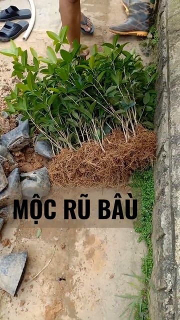 Mộc hương rũ bầu chơ rễ смотреть онлайн