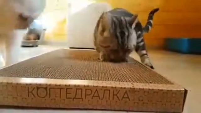 "Эти когтедралки сводят с ума всех моих кошек!!!😍 Спасибо @kogtedralka за это чудо!!!" смотреть онлайн