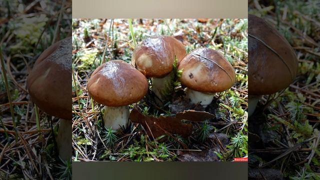 масляа песня 17 смотреть онлайн
