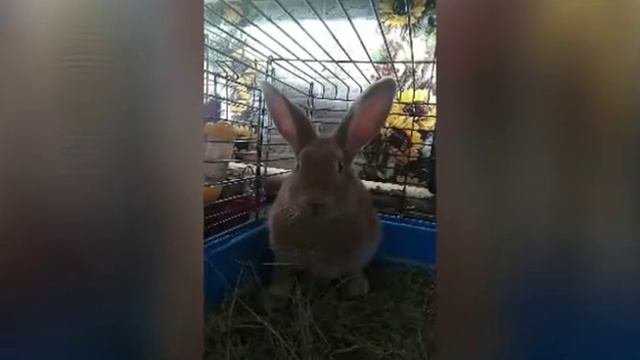 моей Няшички сегодня "1 год" как она у нас живёт. взяли 06.11.2021 года смотреть онлайн