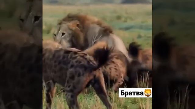 Даже если ты лев бывает так, что тебе необходим Брат💪🏼 смотреть онлайн