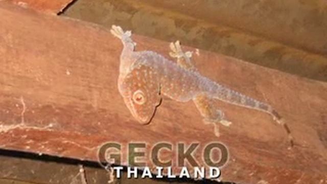 Gecko Gekko Tokeh смотреть онлайн