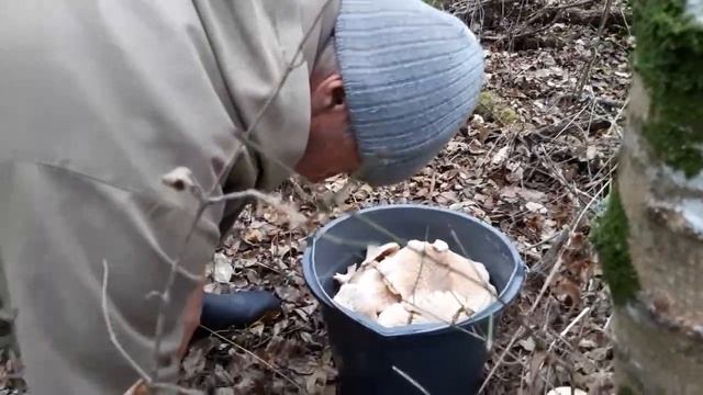 Грибы. очень длинный ряд.