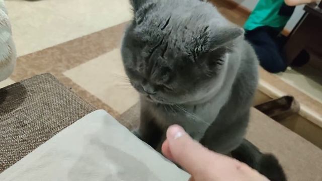 Кот ест сливовую пастилу. смотреть онлайн