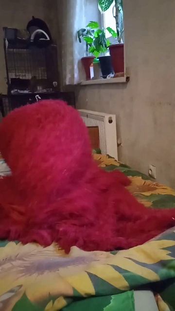 А мы и не заметили как нашла #вдобрыеруки #приют #спасение #помощь #животные #никогдатебянеброшу смотреть онлайн