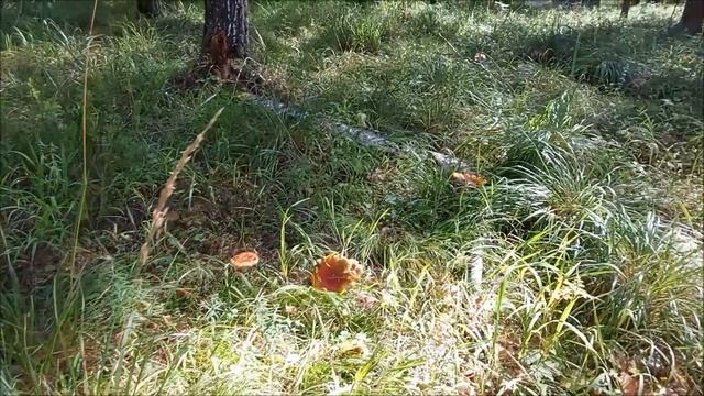 Грибы есть и будем есть