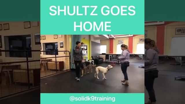 Shultz Goes Home - Solid K9 Training (2020) смотреть онлайн