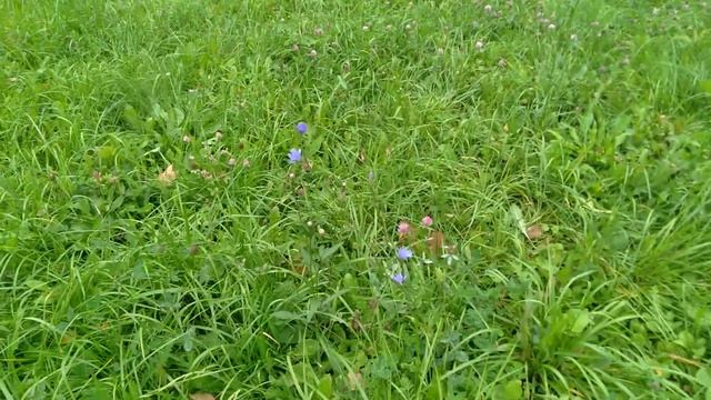 2021.09.16. ЦПКиО. Цветы.