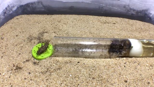 carebara diversa 67 day смотреть онлайн