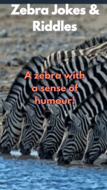 Zebra Jokes & Riddles #zebra #jokes #shorts смотреть онлайн