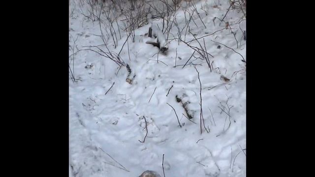 Coyote snaring 2019/2020 Ep 1 смотреть онлайн