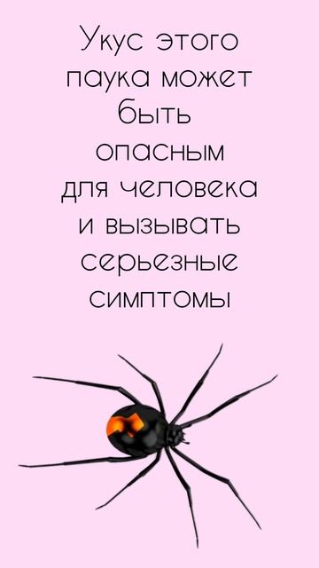 Самый ядовитый паук #животные #животныймир смотреть онлайн