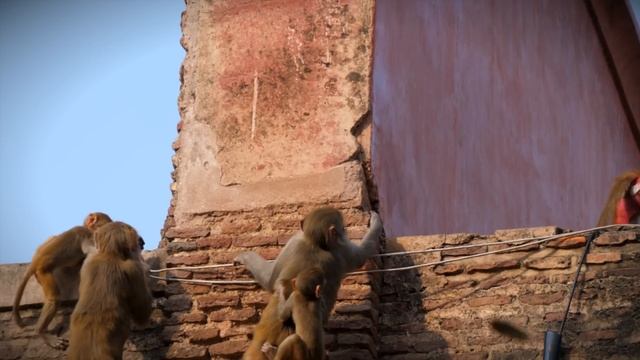 Voyage en Inde - Les incontournables d'Agra смотреть онлайн