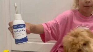 видео что нужно собаке мальтипу на первое время