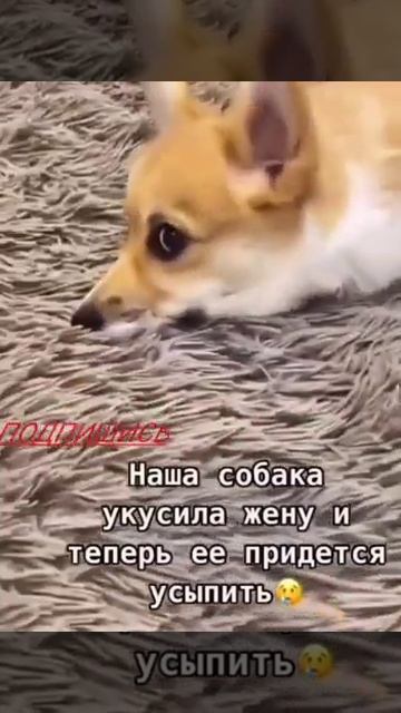 Приколы про животных :) приколы 2022 смотреть онлайн
