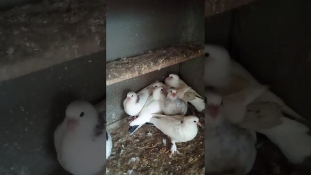 Голуби Череповца 12.05.2024 смотреть онлайн