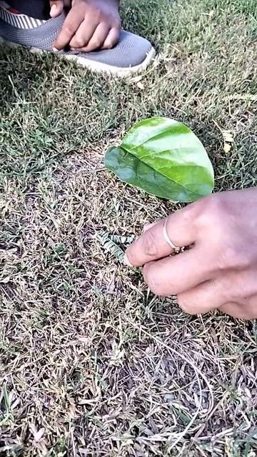 Ladybug 🐞 ... #shorts #shortvideo #shortsvideo смотреть онлайн