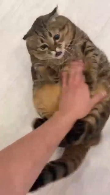 Fatso #animal #jokes #funny #cat #dog #comedy #shortsvideo #shorts смотреть онлайн