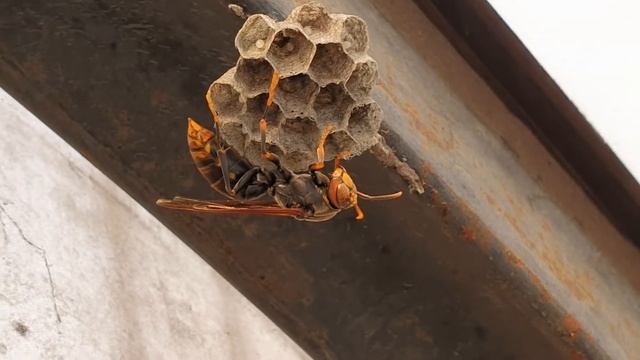 쌍살벌(바다리)(Polistinae) 「말벌하고 닮았지만 꿀벌처럼 순합니다」 смотреть онлайн