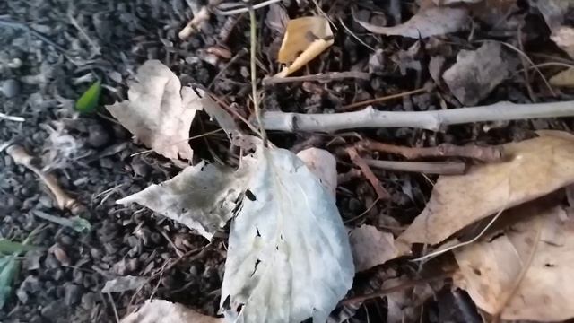 осенние листья(5)