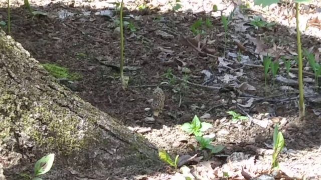 Morel Mushroom time in North Ohio and South East Michigan смотреть онлайн