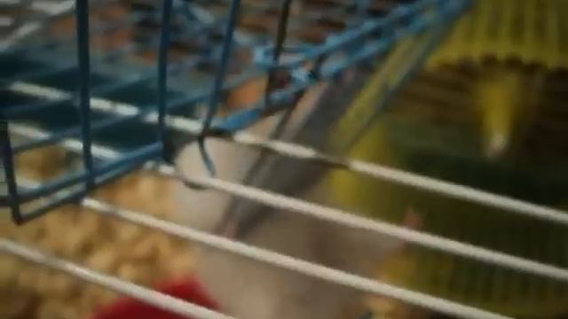 hamster training workout смотреть онлайн