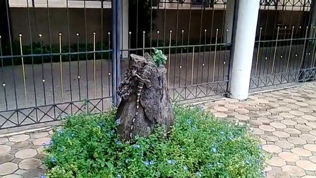 Варан греется Таиланд Varan is basking in Thailand смотреть онлайн