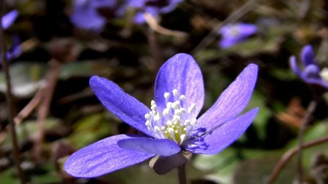 Beautiful Hepatica Sinivuokko смотреть онлайн